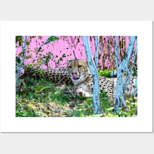 Cheetah tongue Posters and Art